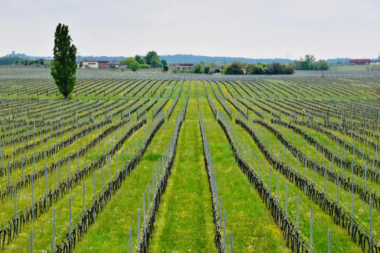 Bed & Breakfast Il Vigneto Bed and Breakfast Desenzano del Garda